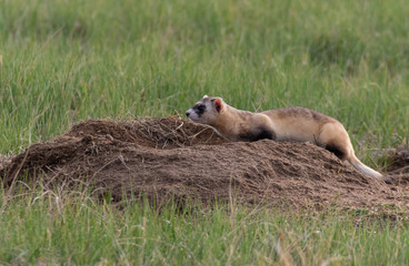 An Endangered Black-footed Ferret on the Plains of Colorado