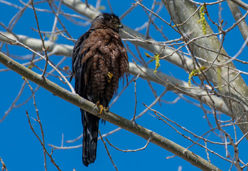 A Dark Morph Cooper's Hawk Perched on a Branch