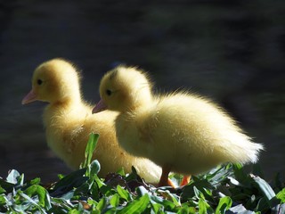 patinhos