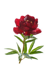 Dark red peony flower isolated on white background.