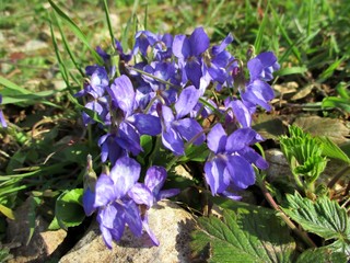 Plan rapproché d'un plan touffu de violettes en fleur