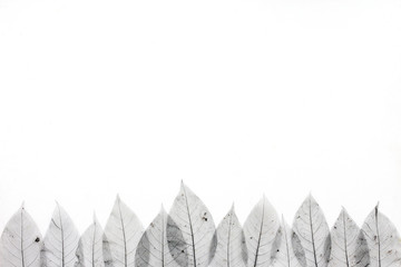 Black leaves on white background, flat lay, top view