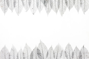 Black leaves on white background, flat lay, top view