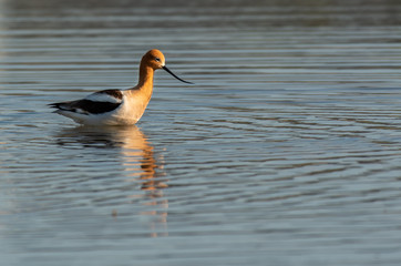 A Beautiful American Avocet Foraging in the Lake for Food