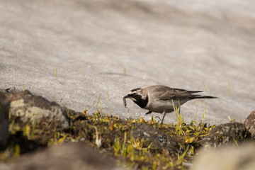 Stunning bird photo. Horned lark (Eremophila alpestris). A high mountain bird feeding on the snow.