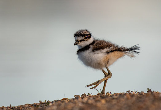 A Cute Baby Killdeer Wandering the Shoreline of a Lake