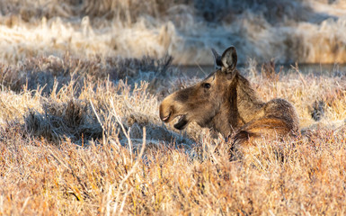 A Cow Moose Lazily Resting on a Warm Spring Day