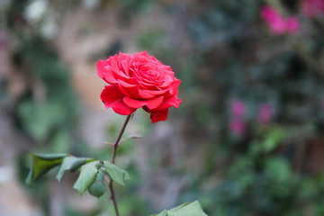   Roses from 'Al-Sukoon 'Park   in Taiz / Yemen.