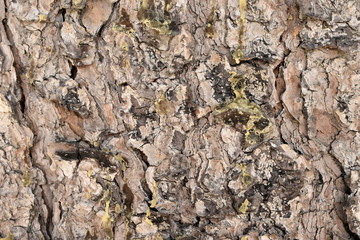 Texture wood background nature