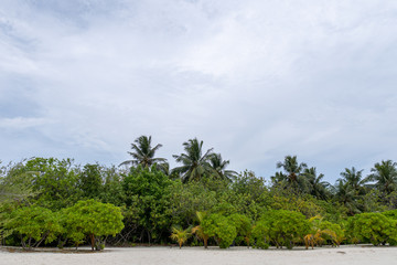 Fototapeta premium tropical beach in Maldives with few palm trees
