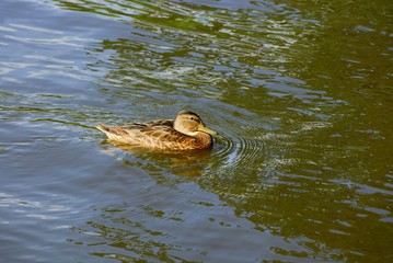 one big brown wild duck swims in the pond