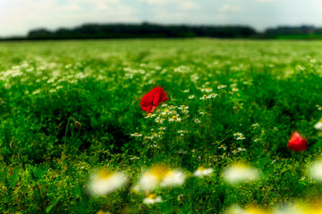 Farm with field of organic flowers such as poppies and camomile, summer concept