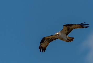 A Beautiful Osprey in Flight
