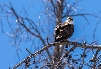 An Annoyed Osprey Glares at it Perches on a Tree Branch