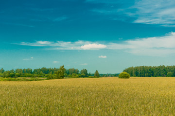 wheat field