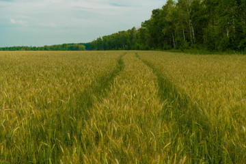 Obraz premium Wheat in the fields is almost ripe