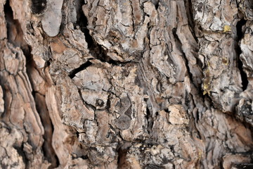 Texture wood tree background nature