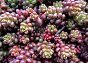 Macrophotographie du feuillage charnu de l'orpin blanc (Sedum album), réalisant un arrière-plan végétal aux couleurs panachées vert rougeoyant. 