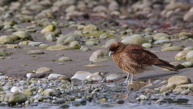 tiuque in the wild resting and drinking water on the shore of the mouth of a river on the island of Chilo&eacute;