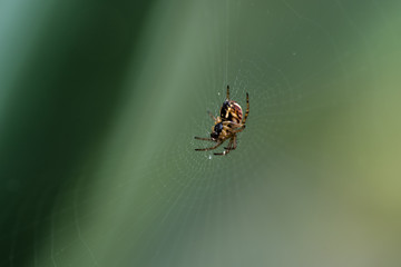 Spinne im Netz