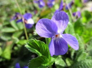Violette isol&eacute;e en gros plan dans la nature