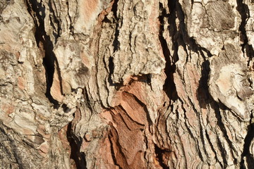 Texture wood tree background nature