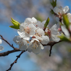 Close Up view of a Branch of an apple tree with blossom flowers. Soft focus