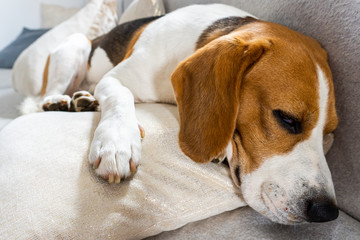 Beagle dog sleeping at home on the couch on cushions
