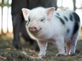 Cute little pigs in the farm. Portrait of a pig