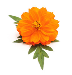 Beautiful orange flower.