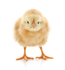 Small yellow chicken.