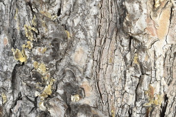 Texture wood tree 