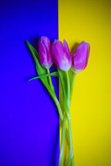 tulips on a bright neon background. trend toned photo