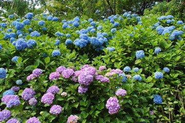 アジサイ