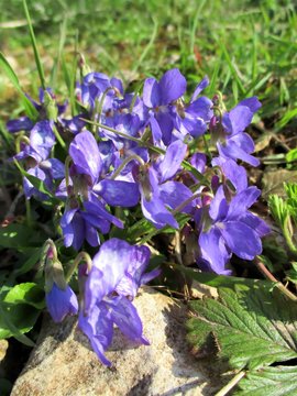 gros plan lumineux d'un plan de violettes en fleur au printemps