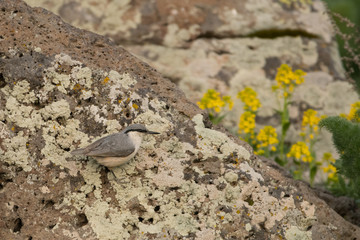 Stunning bird photo. Western rock nuthatch (Sitta neumayer)