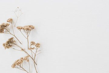 Dry floral branch on white background. Flat lay, top view minimal neutral flower composition.