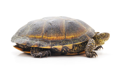 One big turtle.
