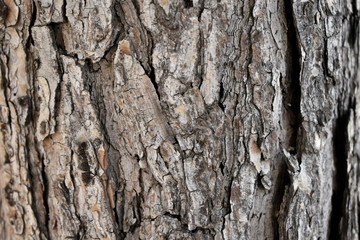 Texture wood tree background nature