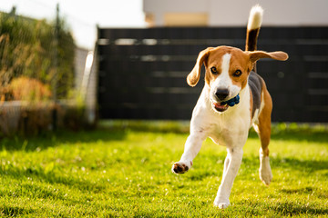 Beagle dog with a ball on a green meadow during spring,summer runs towards camera with ball