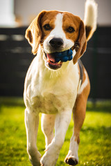 Beagle dog with a ball on a green meadow during spring,summer runs towards camera with ball