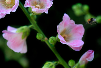 Obraz premium pink mallow in summer garden