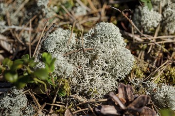 Close up view of blue moss isolated. Beautiful nature backgrounds.
