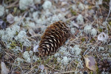 Gorgeous close up view of brown pine cone isolated on blue moss. Beautiful nature backgrounds.