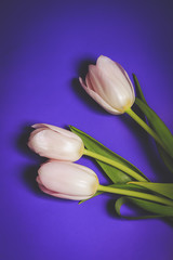 Obraz na płótnie Canvas tulips on a bright neon background. trend toned photo