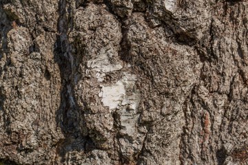 Texture background of old tree bark. Beautiful nature backgrounds textures.