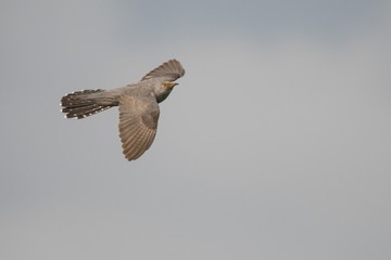 Stunning bird photo. Common cuckoo (Cuculus canorus) flying on the sky.
