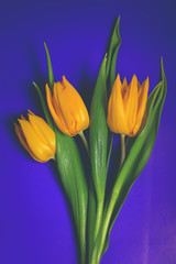 tulips on a bright neon background. trend toned photo
