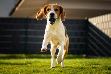Beagle dog with a ball on a green meadow during spring,summer runs towards camera with ball
