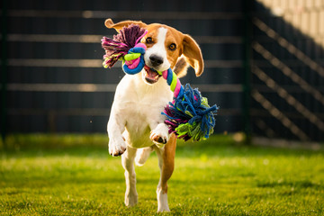 Beagle dog runs in garden towards the camera with colorful toy.
